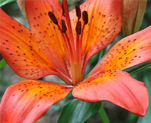 500x408 Tiger Lily Watercolor Notecard Justjax On Artfire - Watercolor Tiger Lily