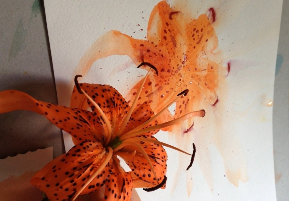 979x679 Watercolor Simple Lily Olga Peregood - Watercolor Tiger Lily