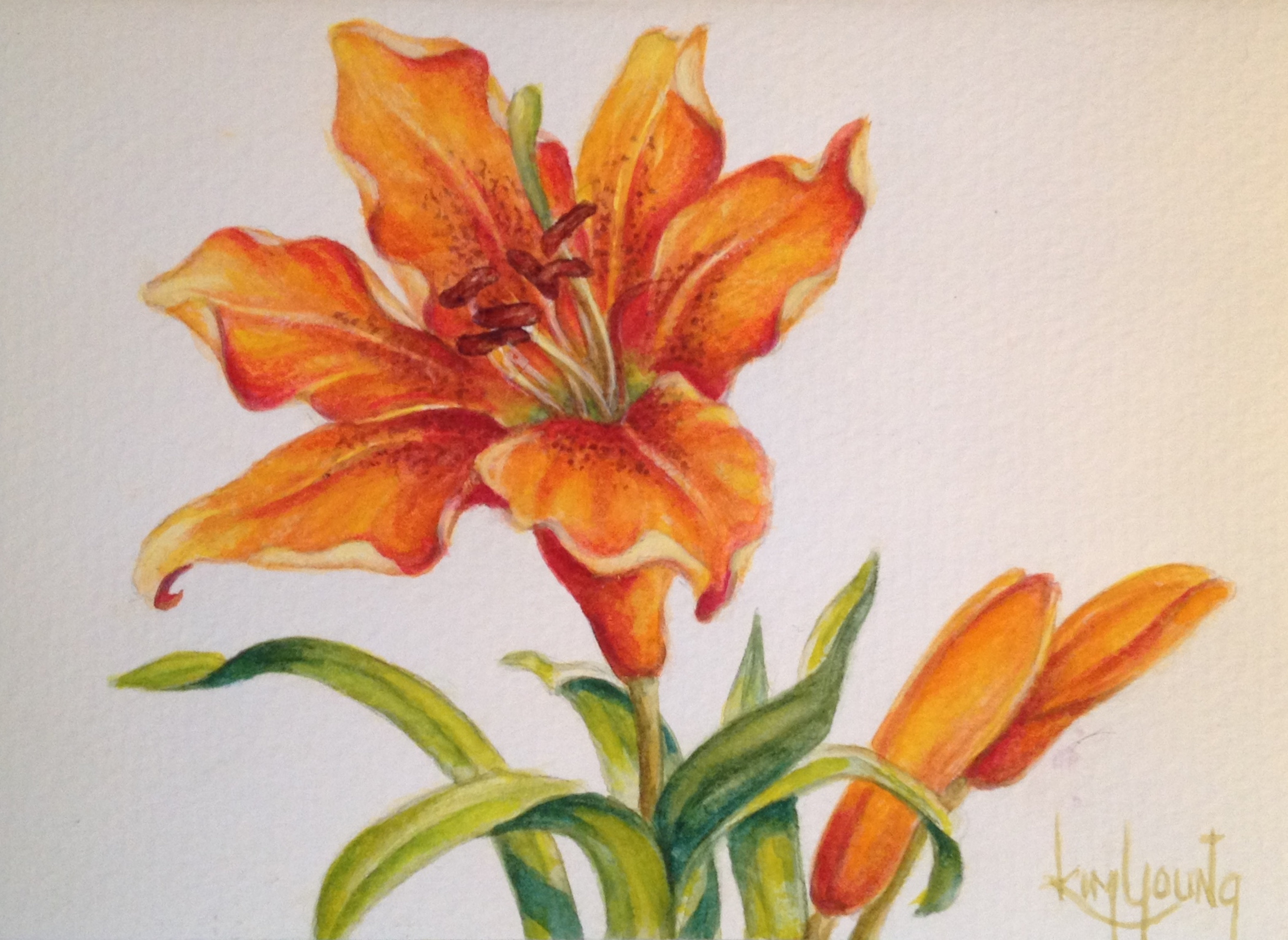 8742x6383 Available Works - Watercolor Tiger Lily