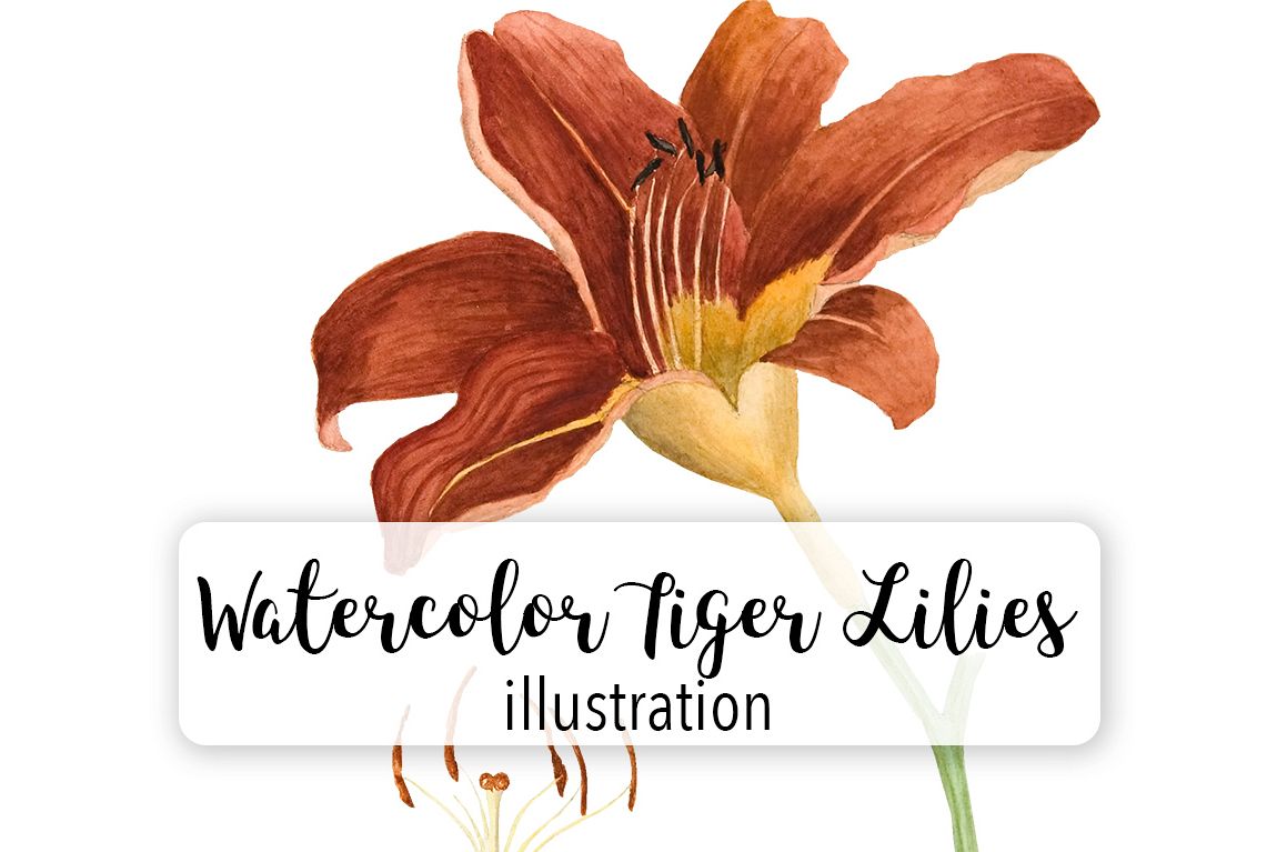 Watercolor Tiger Lily at PaintingValley.com | Explore collection of ...