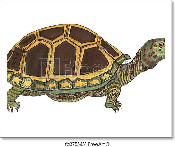 560x470 Free Art Print Of Tortoise In A Watercolor . This Is A Beautiful - Watercolor Tortoise