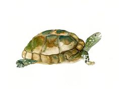 236x184 Tortoise Art Print Animal Watercolor Kids Art By Thenobleowl - Watercolor Tortoise
