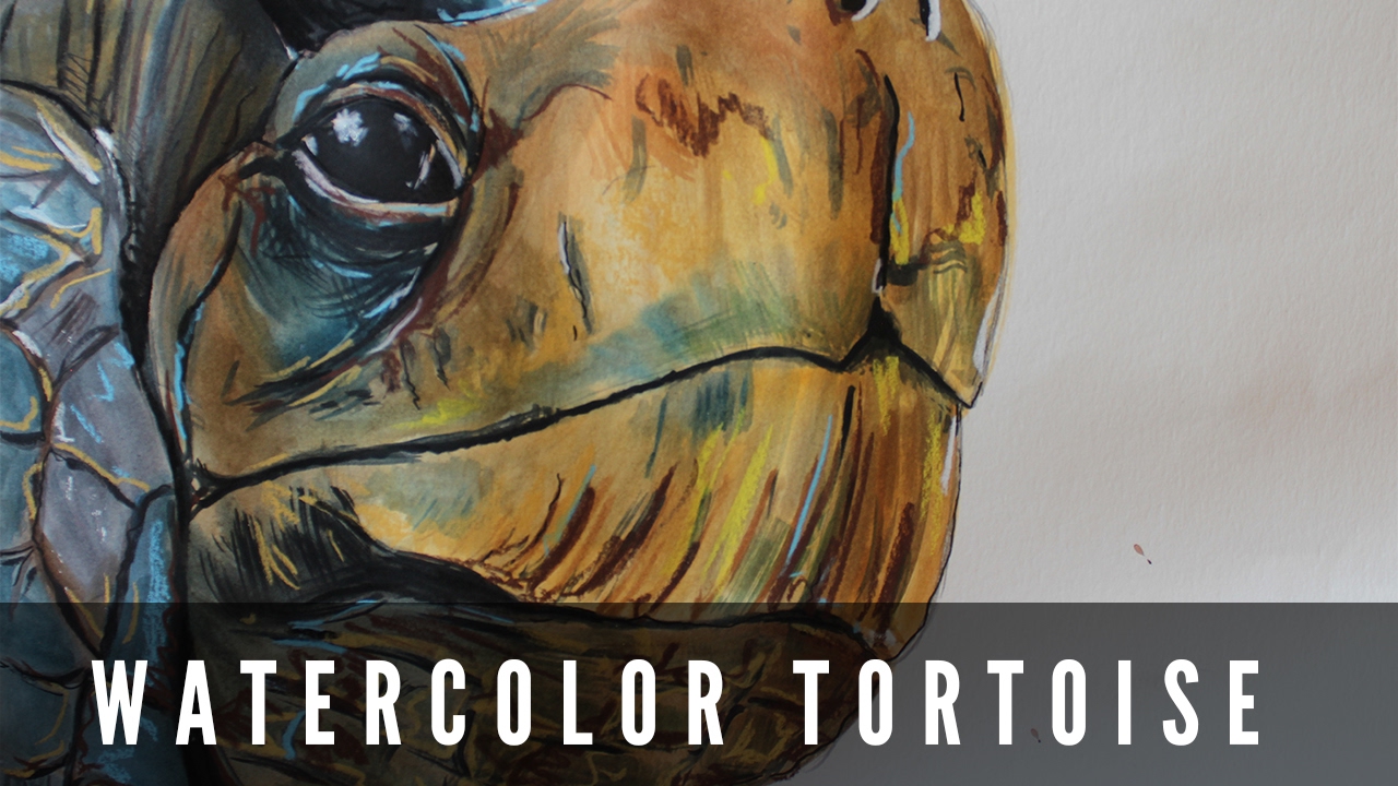 1280x720 Tortoise Watercolor - Watercolor Tortoise