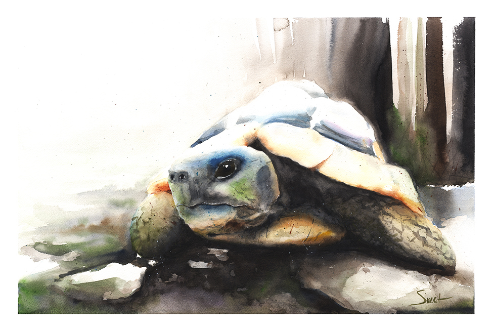 975x650 Tortoise Watercolor Print Watercolor Animal Paintings - Watercolor Tortoise