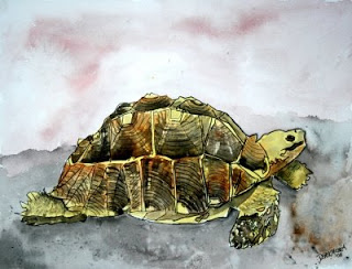 320x244 Watercolor Paintings - Watercolor Tortoise