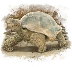 236x220 Desert Tortoise Watercolor Art Print Southwest By Curiocabinet - Watercolor Tortoise