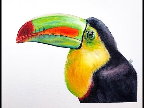 480x360 Toucan Bird In Watercolors Painting Demonstration - Watercolor Toucan