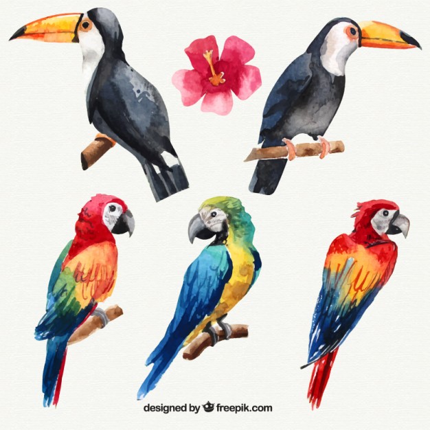 626x626 Toucan Vectors, Photos And Psd Files Free Download - Watercolor Toucan