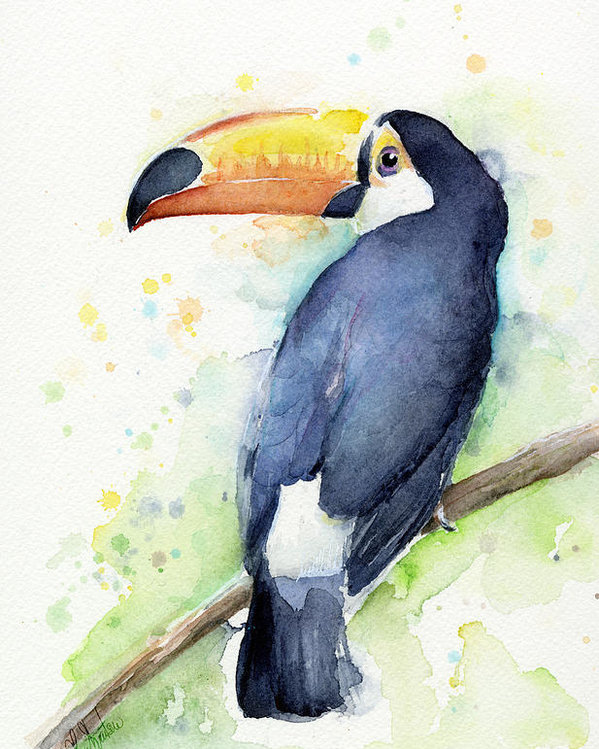 599x749 Toucan Watercolor Poster By Olga Shvartsur - Watercolor Toucan