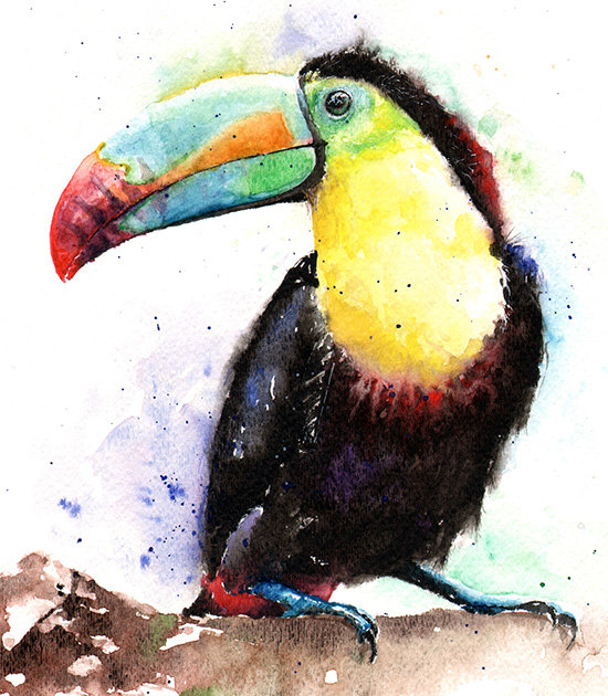 550x630 Watercolor Toucan Painting - Watercolor Toucan