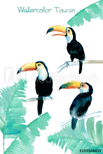 334x500 Watercolor Toucan - Watercolor Toucan