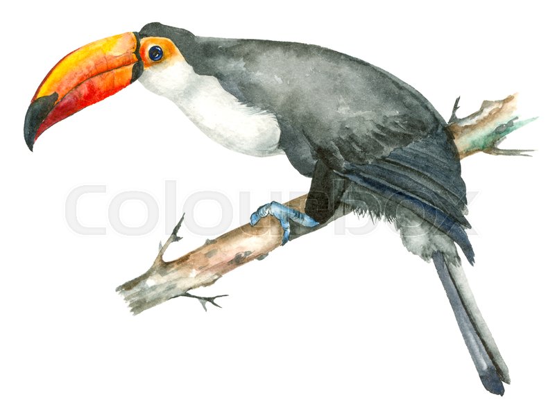 800x603 Watercolor Toucan Isolated On White Background. Tropical Bird - Watercolor Toucan
