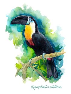 236x313 Watercoloris Rajz... Watercolor, Bird And - Watercolor Toucan