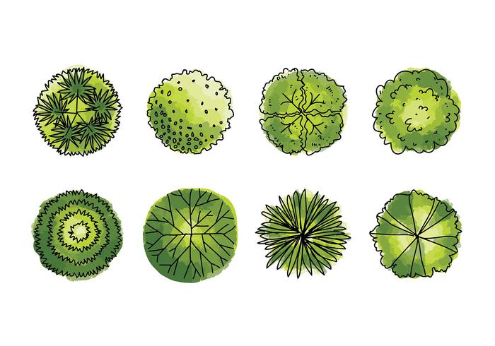 700x490 Tree Tops Watercolor Vector - Watercolor Tree