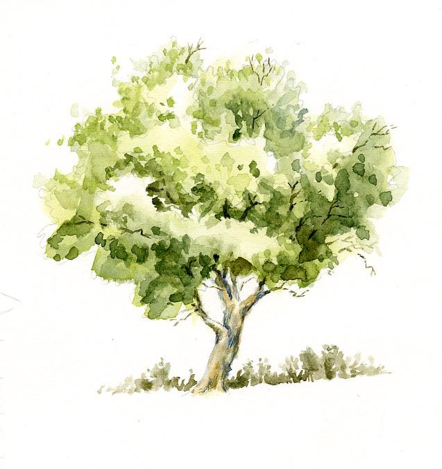 637x677 Watercolor Trees Sweet Nature Watercolor Tree Sketch Pen And - Watercolor Tree