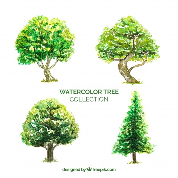 626x626 Watercolor Tree Vectors, Photos And Psd Files Free Download - Watercolor Tree
