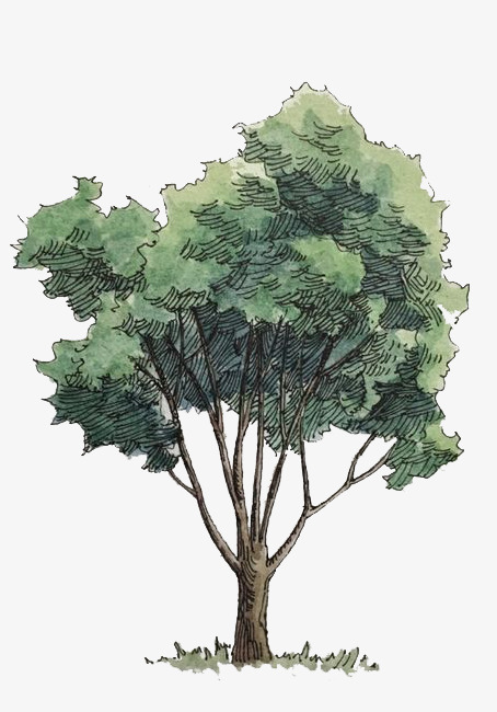 454x650 Watercolor Trees, Watercolor Clipart, Watercolor, Green Png Image - Watercolor Tree