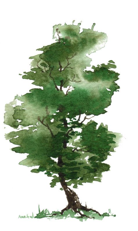 476x800 Watercolor Trees - Watercolor Tree