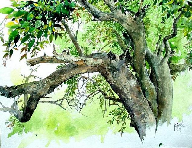 636x490 Indian Watercolor Paintings - Watercolor Tree Painting