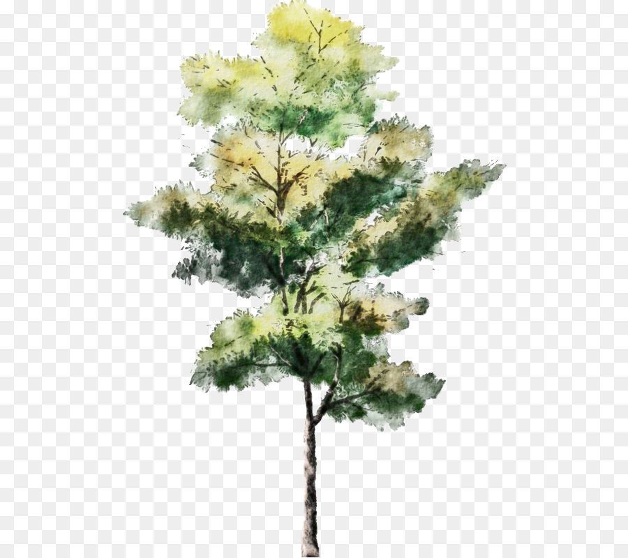 900x800 Tree Watercolor Painting Drawing Architecture Sketch - Watercolor Tree Painting