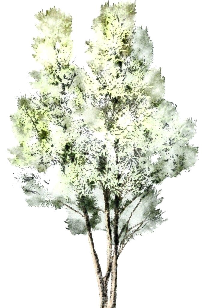 683x1024 Landscape Tree Png Flyingangels.club - Watercolor Tree Plan