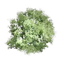 207x207 Tree Top View Free Samples Download More Architec Cuttingpart - Watercolor Tree Plan