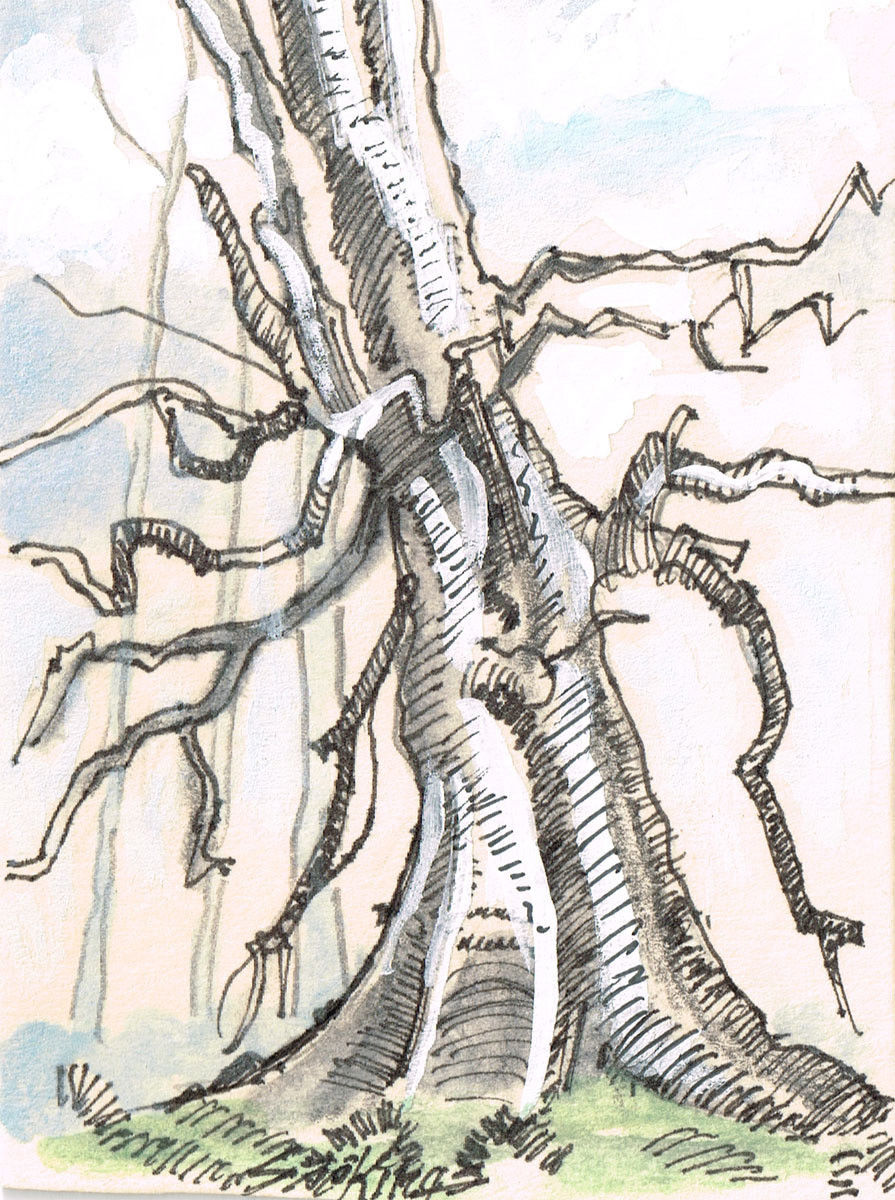 895x1200 Original Aceo Pen And Inkwatercolor Drawing Of A Tree Trunk - Watercolor Tree Trunk