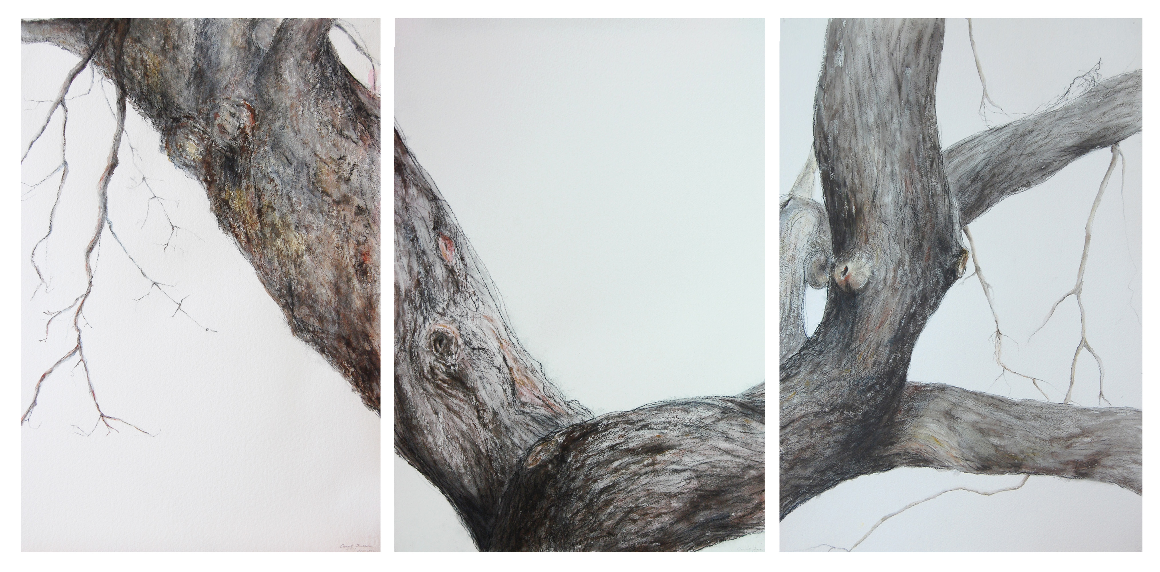4056x2000 Tree Trunks Series Watercolor On Arches Triptych - Watercolor Tree Trunk