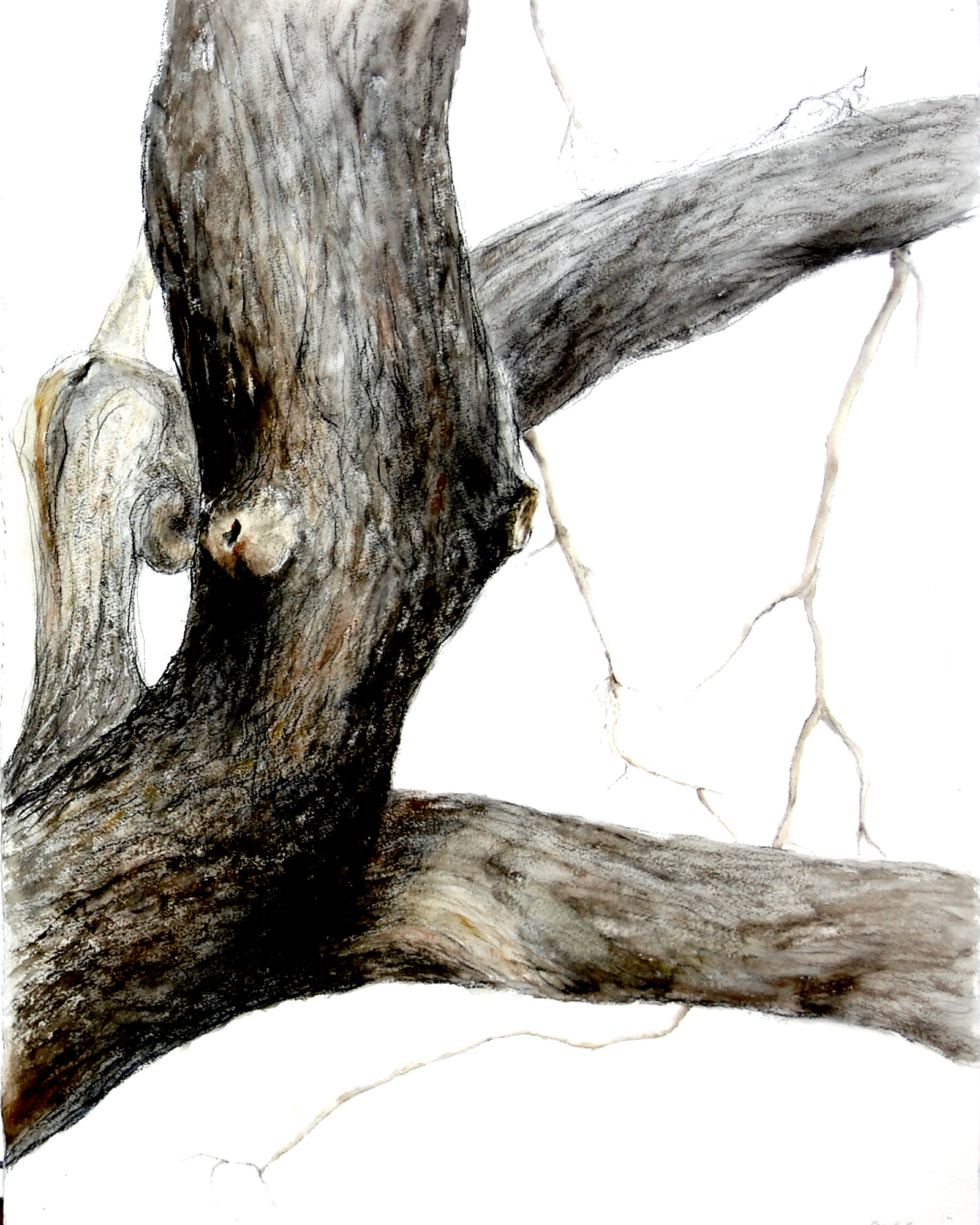 1600x2000 Trees Trunks Carol Troen - Watercolor Tree Trunk