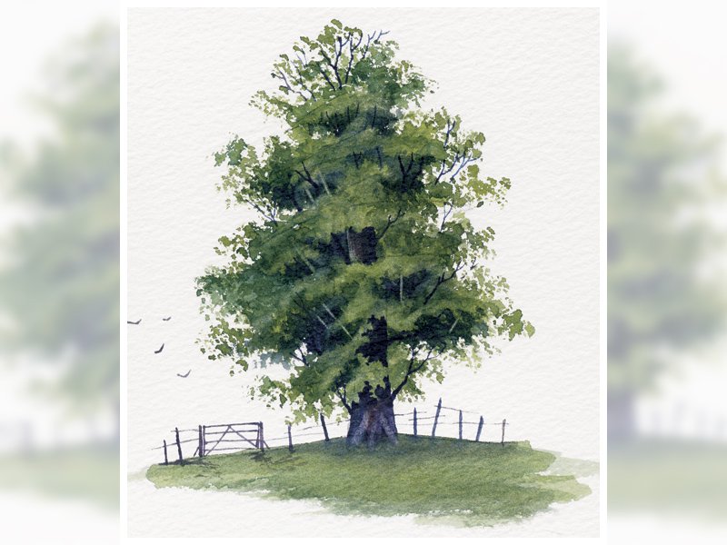 800x600 Watercolour Tutorial Painting A Realistic Tree - Watercolor Trees For Beginners