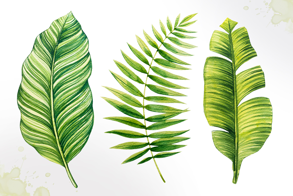 1160x774 Tropical Leaves. Watercolor Vector. By Alex Green - Watercolor Tropical