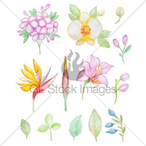 500x500 Watercolor Tropical Flowers And Leaves Gl Stock Images - Watercolor Tropical