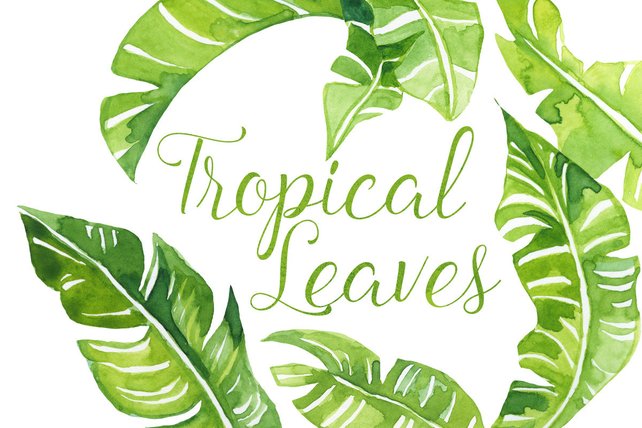 642x428 Watercolor Tropical Palm Leaves Clip Art Tropics Clipart Etsy - Watercolor Tropical