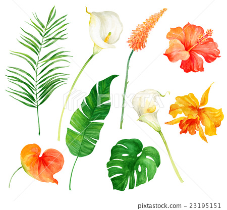 450x416 Water Color, Watercolor, Tropical Flower - Watercolor Tropical