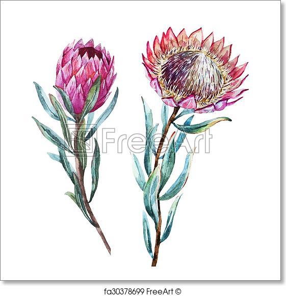 561x581 Free Art Print Of Watercolor Tropical Flower Protea. Beautiful - Watercolor Tropical