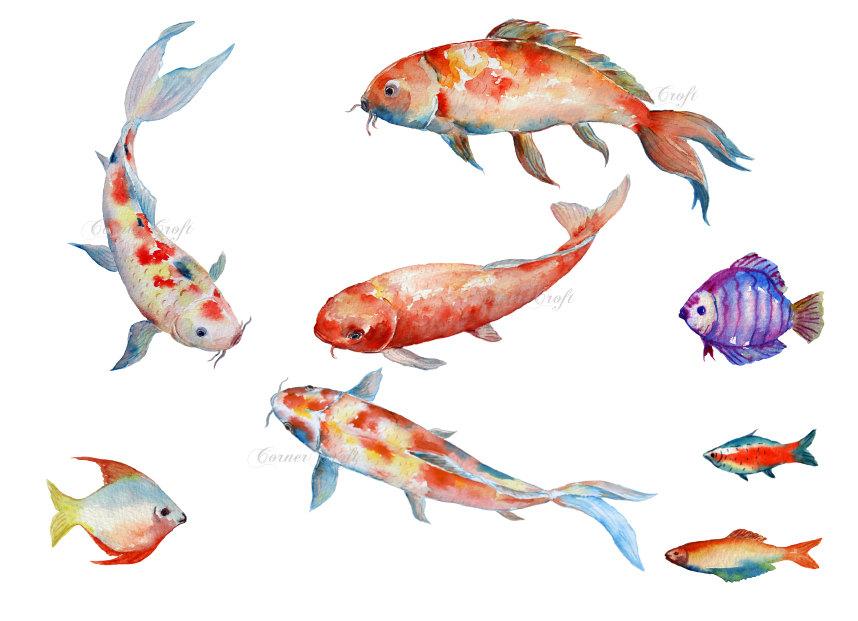 858x621 Watercolor Clipart Koi Carp, Fish, Red Fish, Fish Illustration - Watercolor Tropical Fish