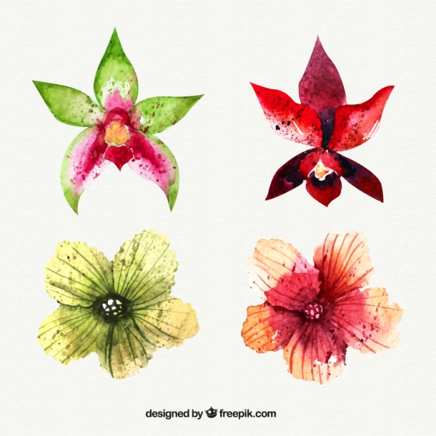 626x626 Set Of Watercolor Tropical Flowers Vector Free Download - Watercolor Tropical Flowers
