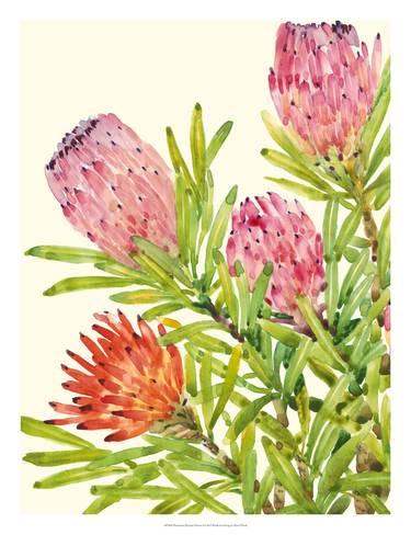 375x488 Watercolor Tropical Flowers I Giclee Print By Tim Otoole - Watercolor Tropical Flowers