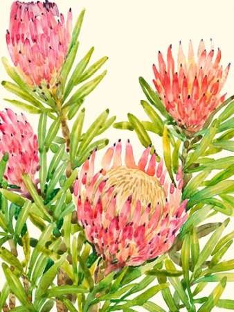 338x450 Watercolor Tropical Flowers Ii By Artist Otoole, Tim - Watercolor Tropical Flowers