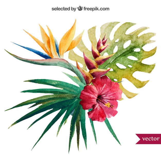 626x626 Watercolor Tropical Plant Vector Free Download - Watercolor Tropical Flowers