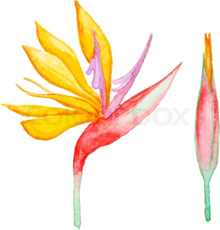 764x800 Watercolor Yellow Tropical Flower, Vector Illustration Stock - Watercolor Tropical Flowers