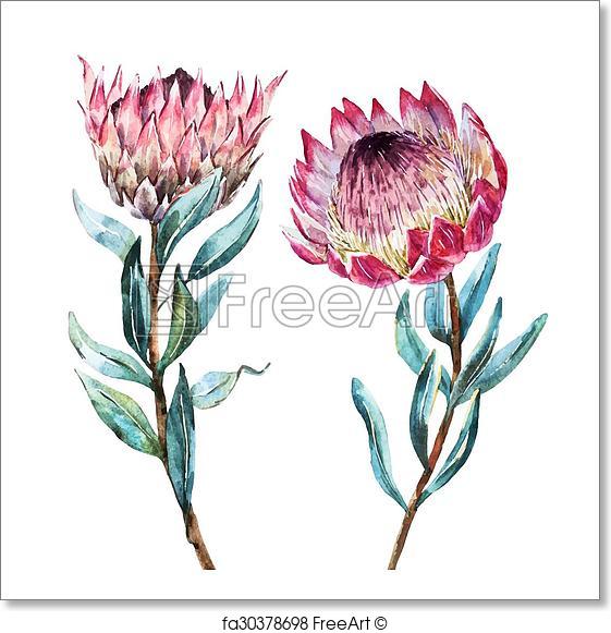 561x581 Free Art Print Of Watercolor Tropical Flower Protea. Beautiful - Watercolor Tropical Flowers