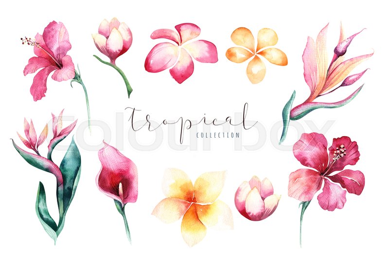 800x545 Hand Drawn Watercolor Tropical Flower Set . Exotic Palm Leaves - Watercolor Tropical Flowers