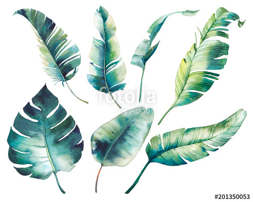 500x400 Watercolor Tropical Leaves Monstera, Rubber Plant, Banana Palm - Watercolor Tropical Leaves