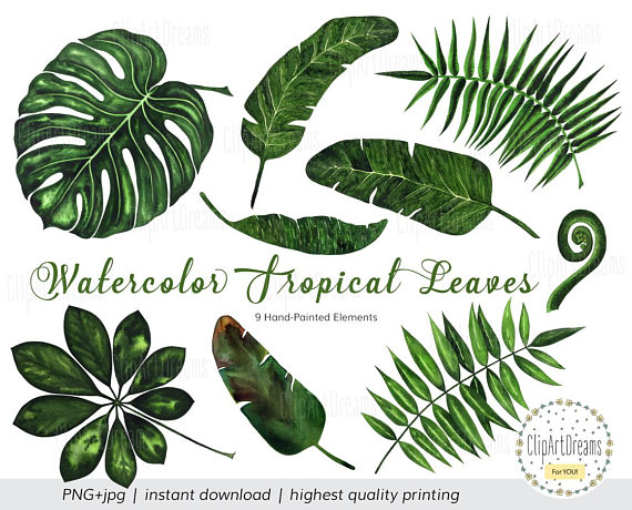570x460 Tropical Leaf Clipart, Tropical Leaves Watercolor Clipart - Watercolor Tropical Leaves