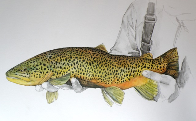 640x397 Drawing Portfolio - Watercolor Trout