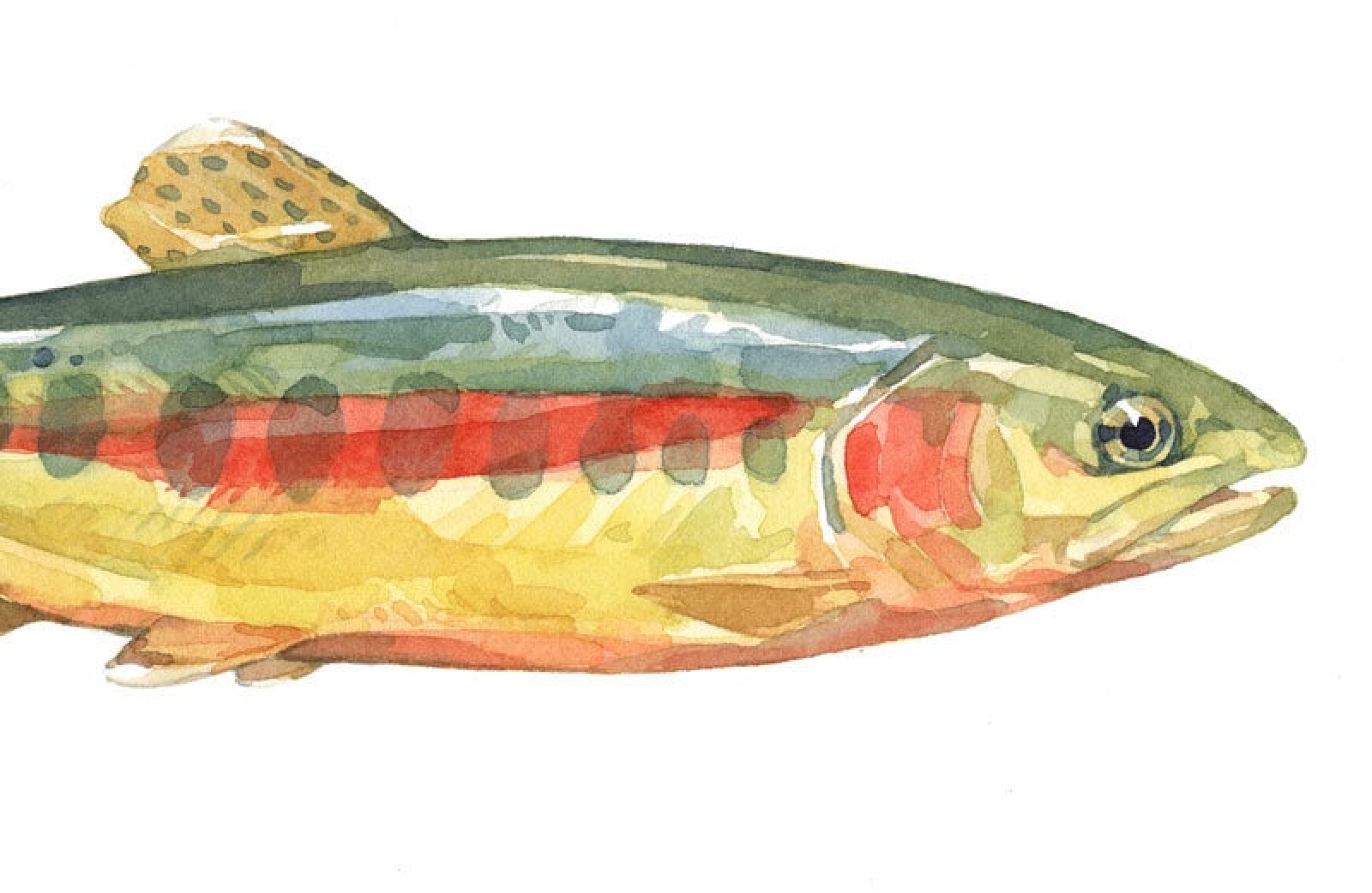 Watercolor Trout At Paintingvalley.com 