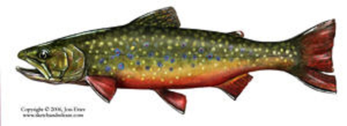 1200x436 Josi Etter Summer 2007 - Watercolor Trout