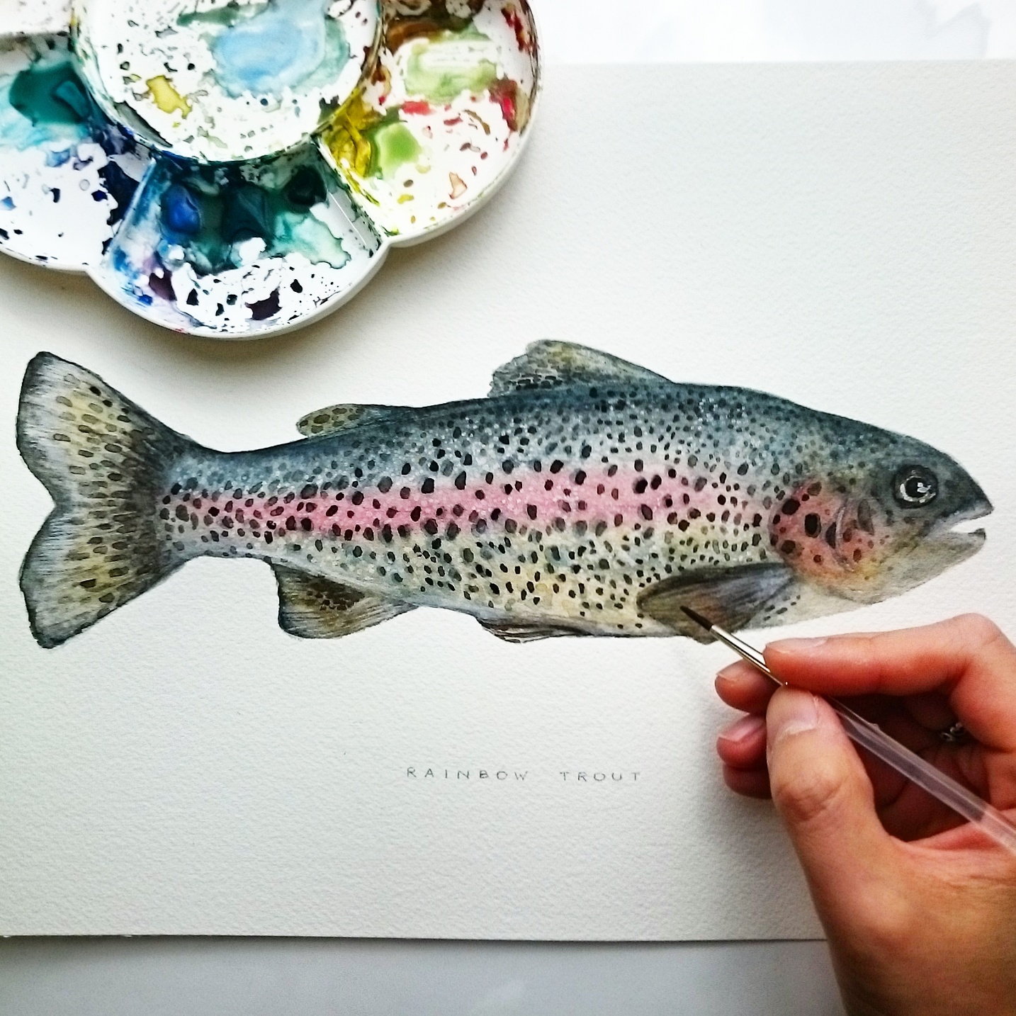 1434x1434 Rainbow Trout Watercolor On Behance - Watercolor Trout