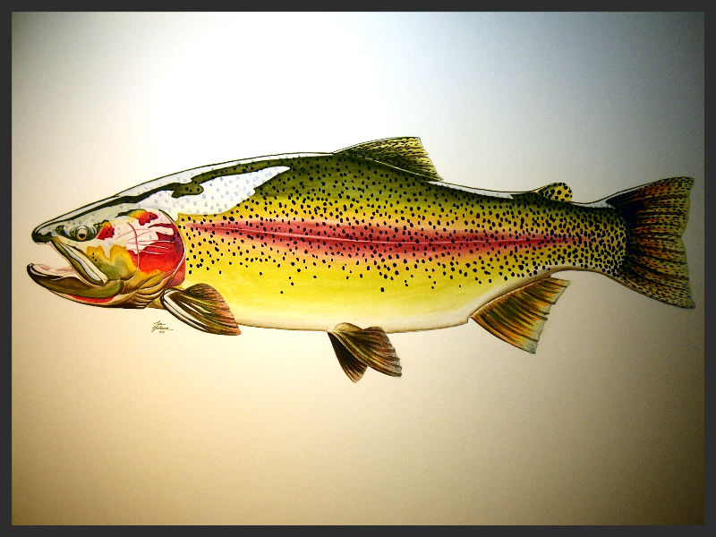 800x600 Tim Johnson Gallery Fly Fishing Artwork Fish Painting Trout Artwork - Watercolor Trout